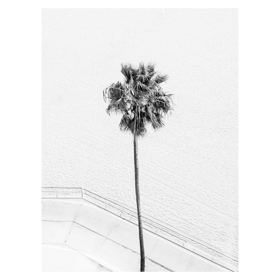 Lonely Palm