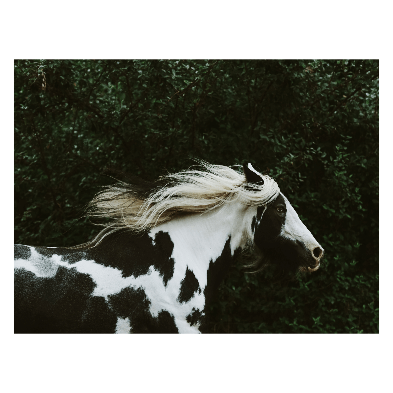 Claudette - Giri Designs