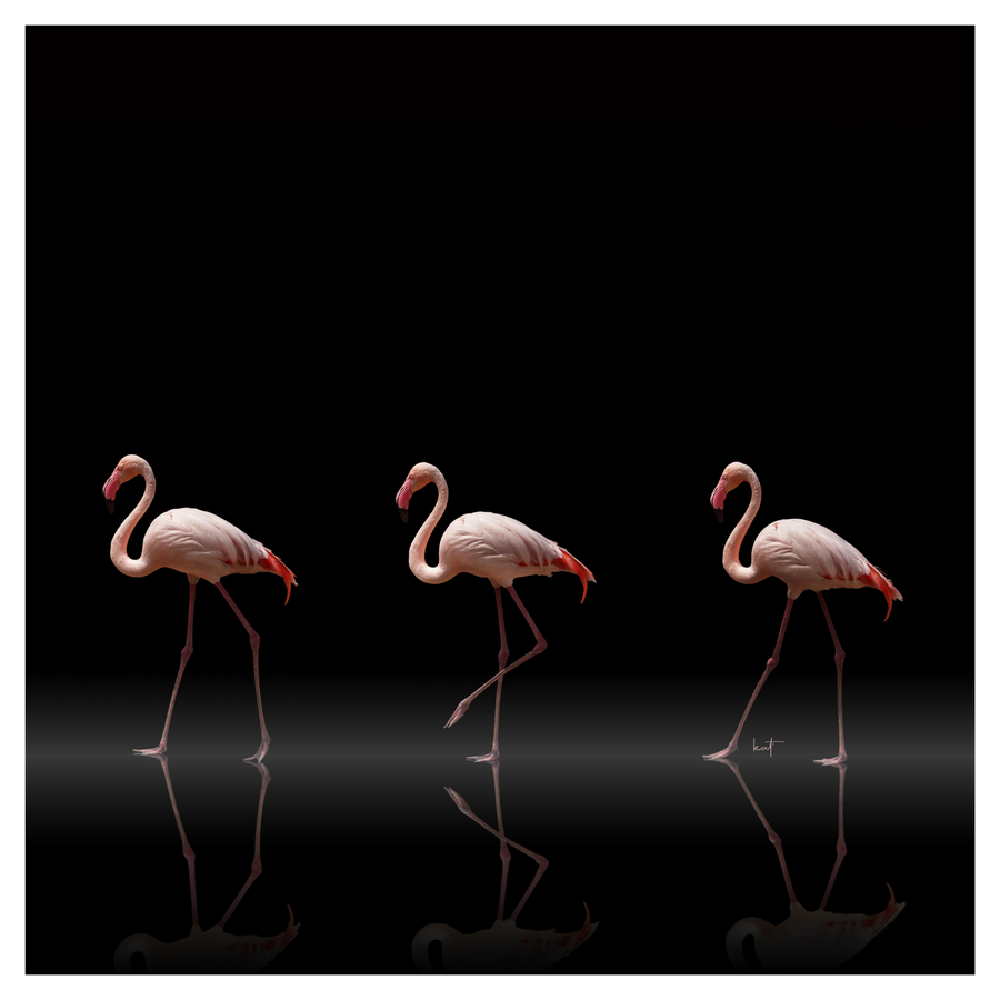 Flamingo Parade