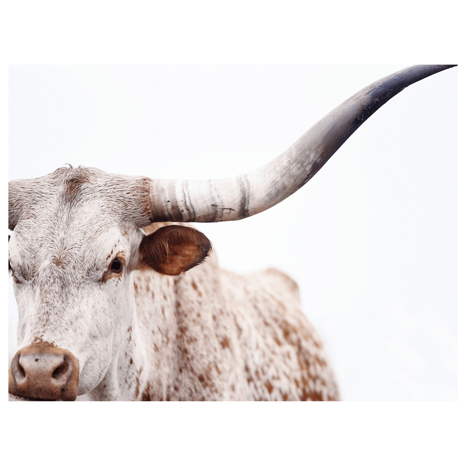 Cordelia - Giri Designs