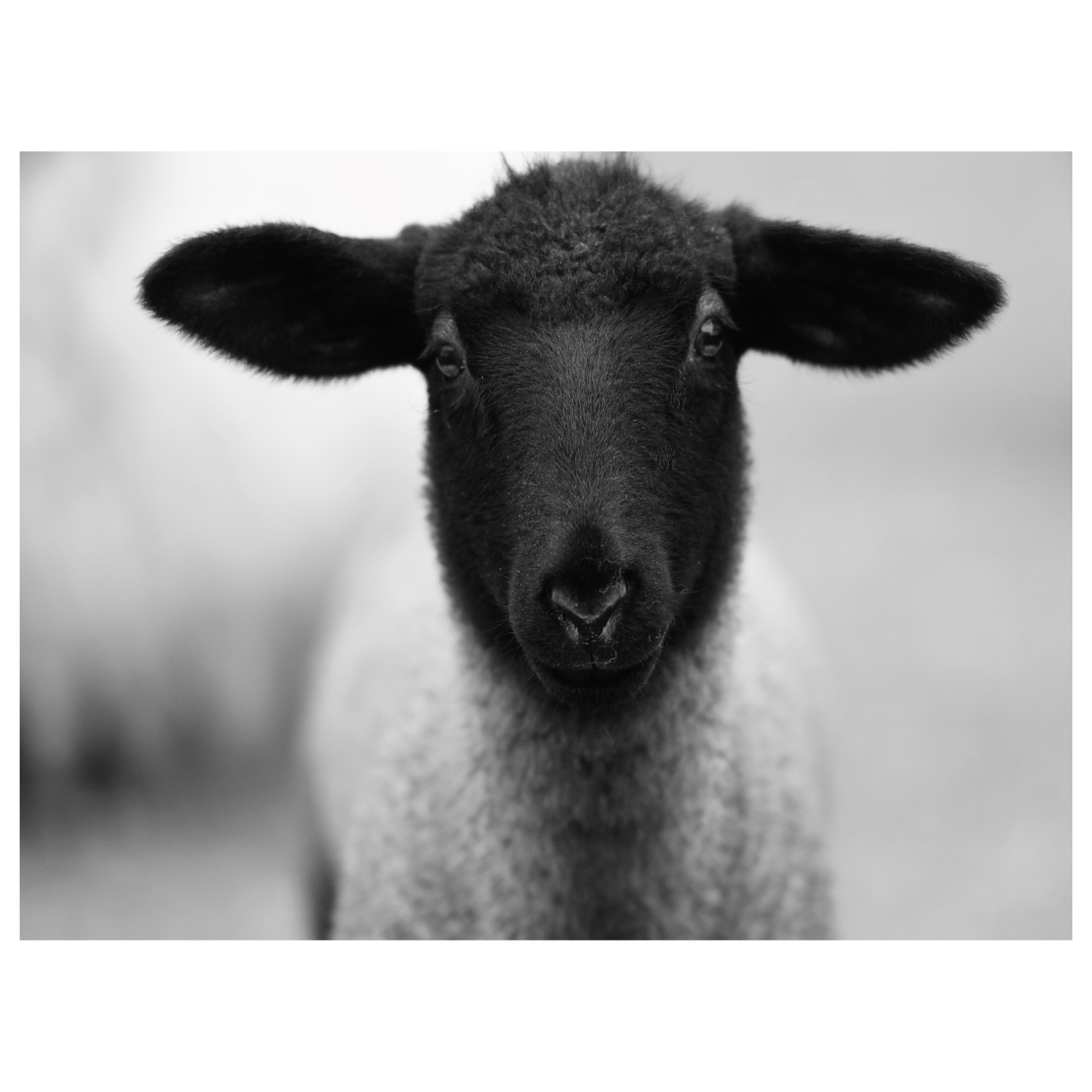 Little Jo - Giri Designs